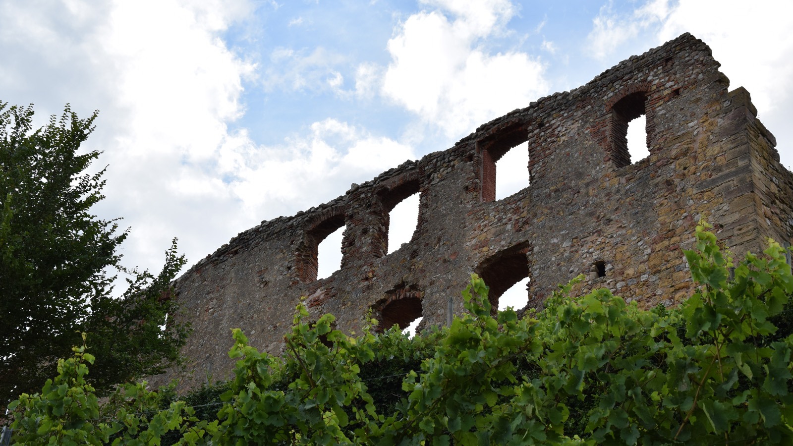 Blick durch die Reben