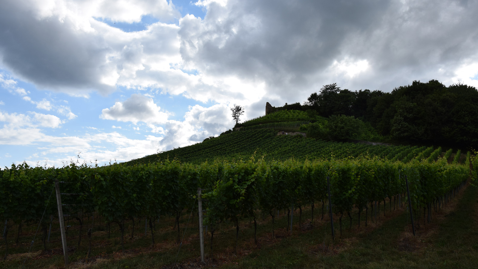 Unterhalb der Burgruine wachsen viele Reben