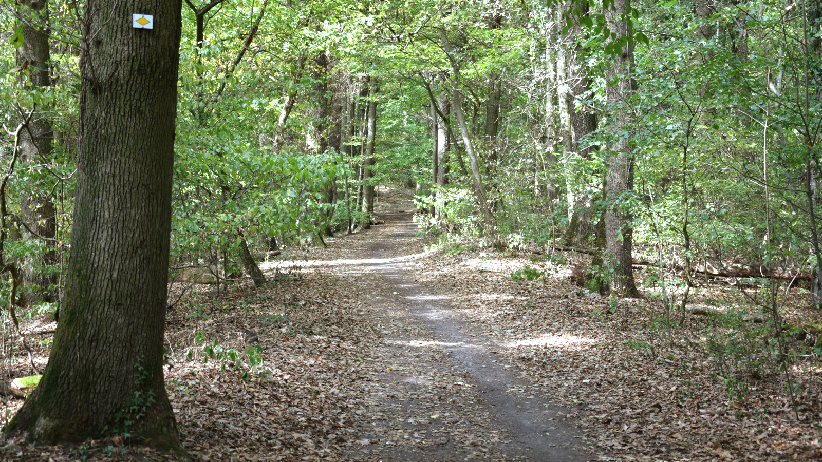 Waldweg am Kaiserstuhl