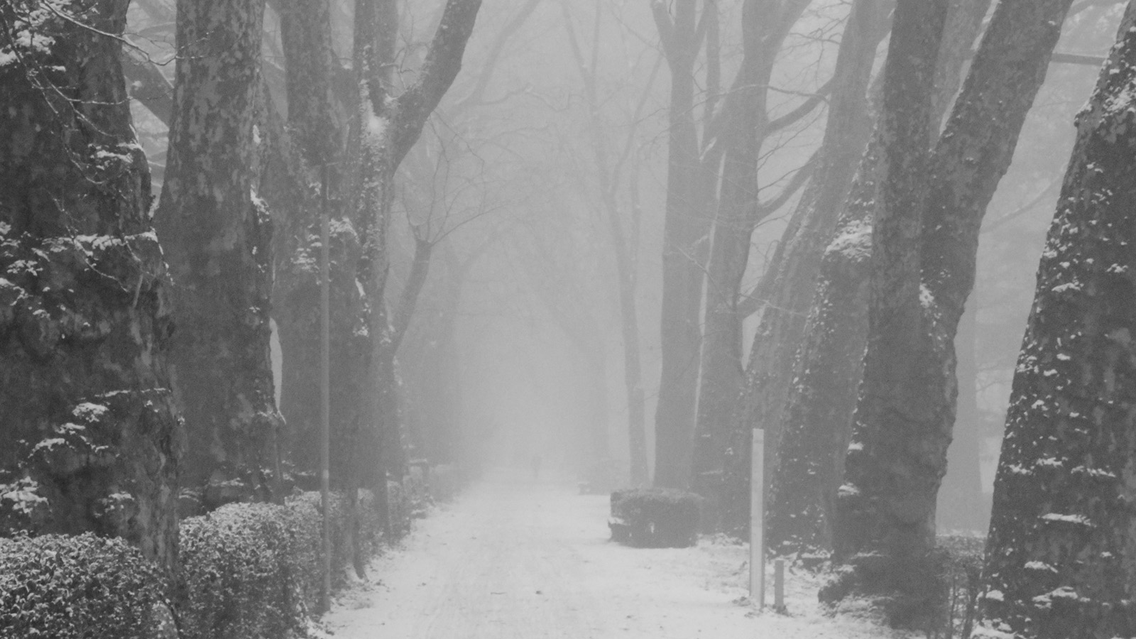 Winterliche Nebellandschaft