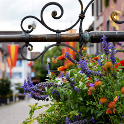 Staufen Marktbrunnen