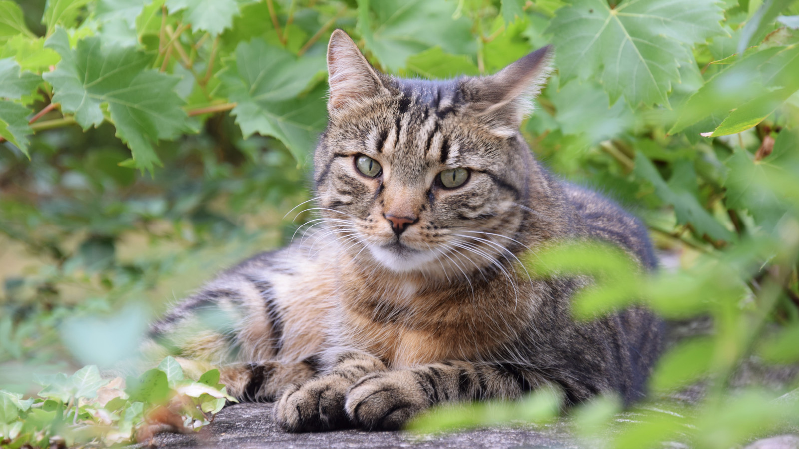Diese Katze genießt das beschauliche Leben im Städtle
