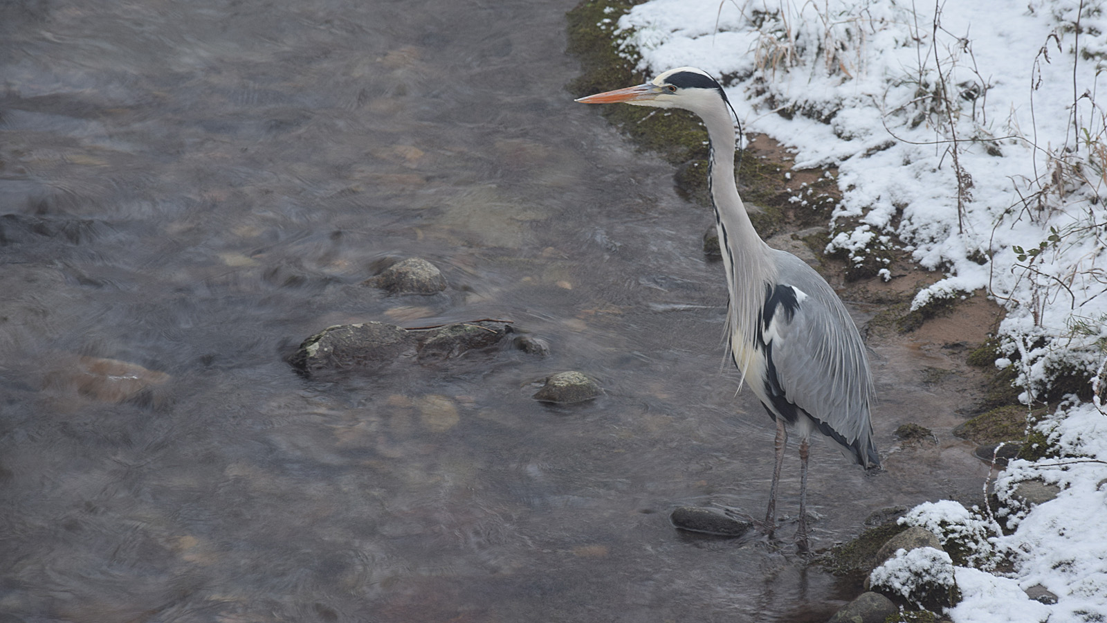 Fischreiher am Bach