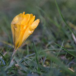 Frühlingsboten