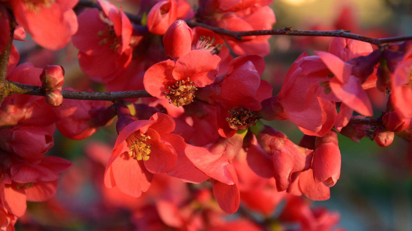 Fruehling_roteBlumen