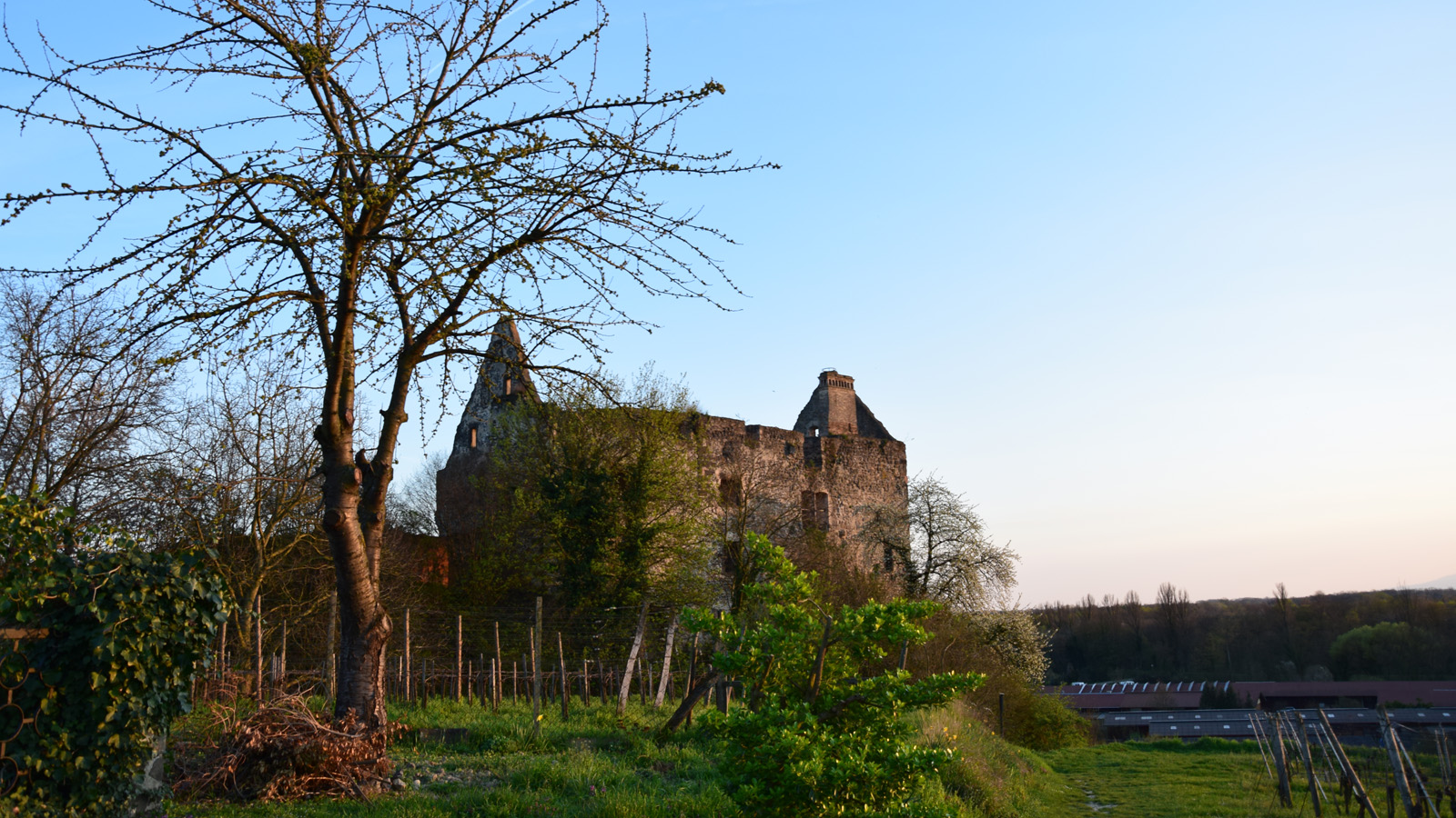Kaiserstuhl_Burkheim_Schloss