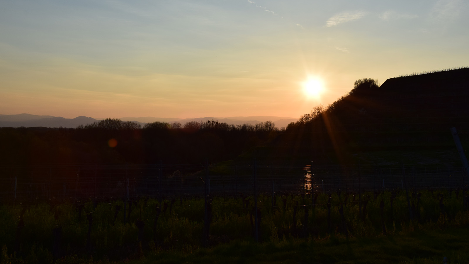 Kaiserstuhl_Reben_Sonnenuntergang
