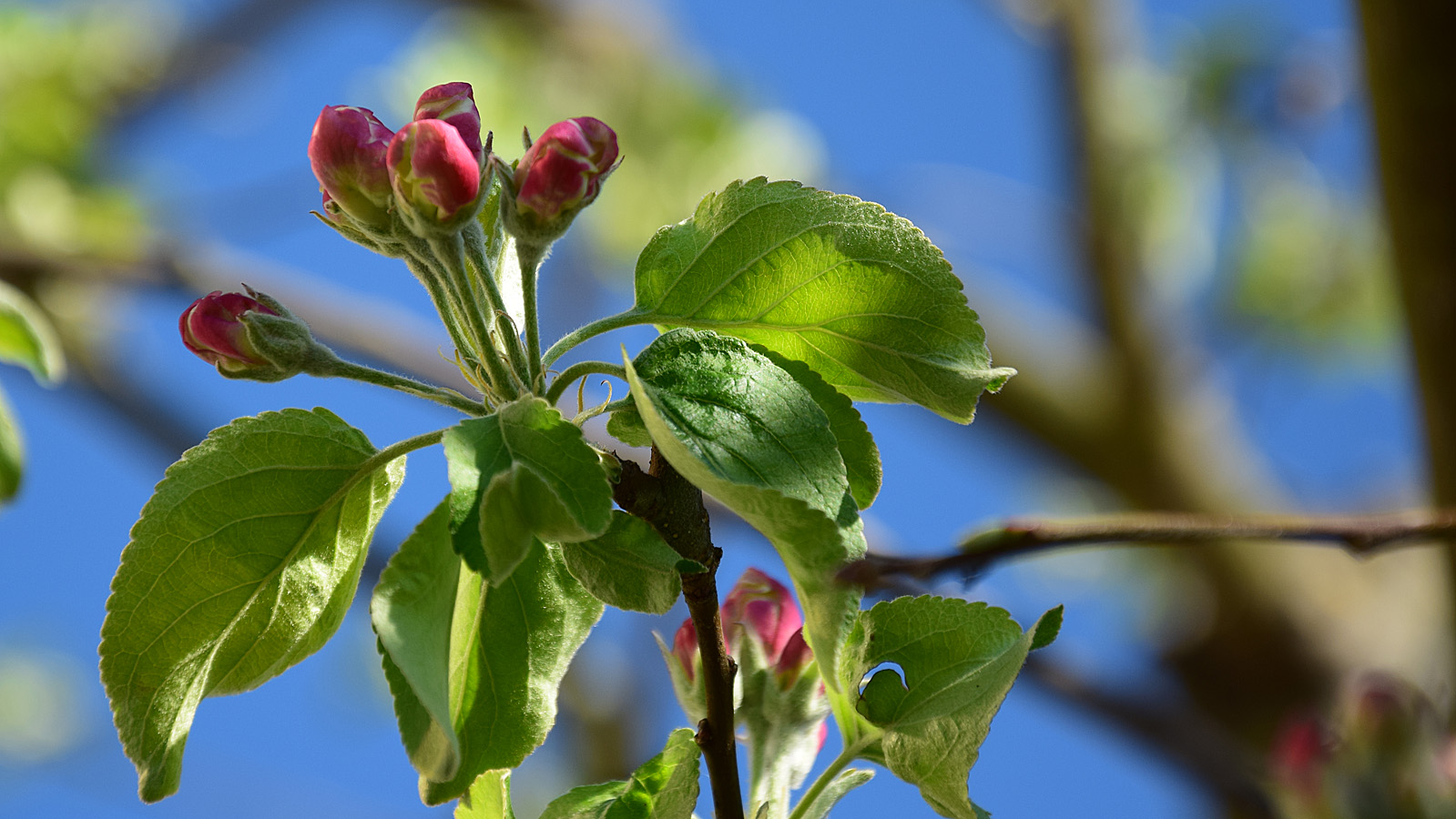 fruehling_apfelbluete