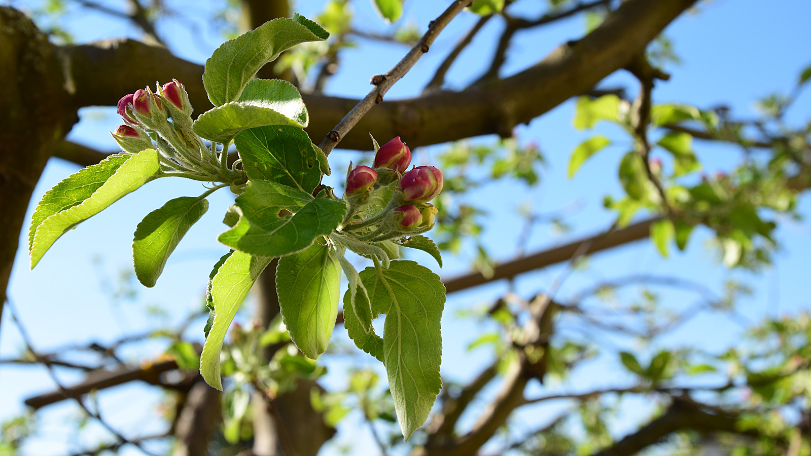 fruehling_apfelbluete2