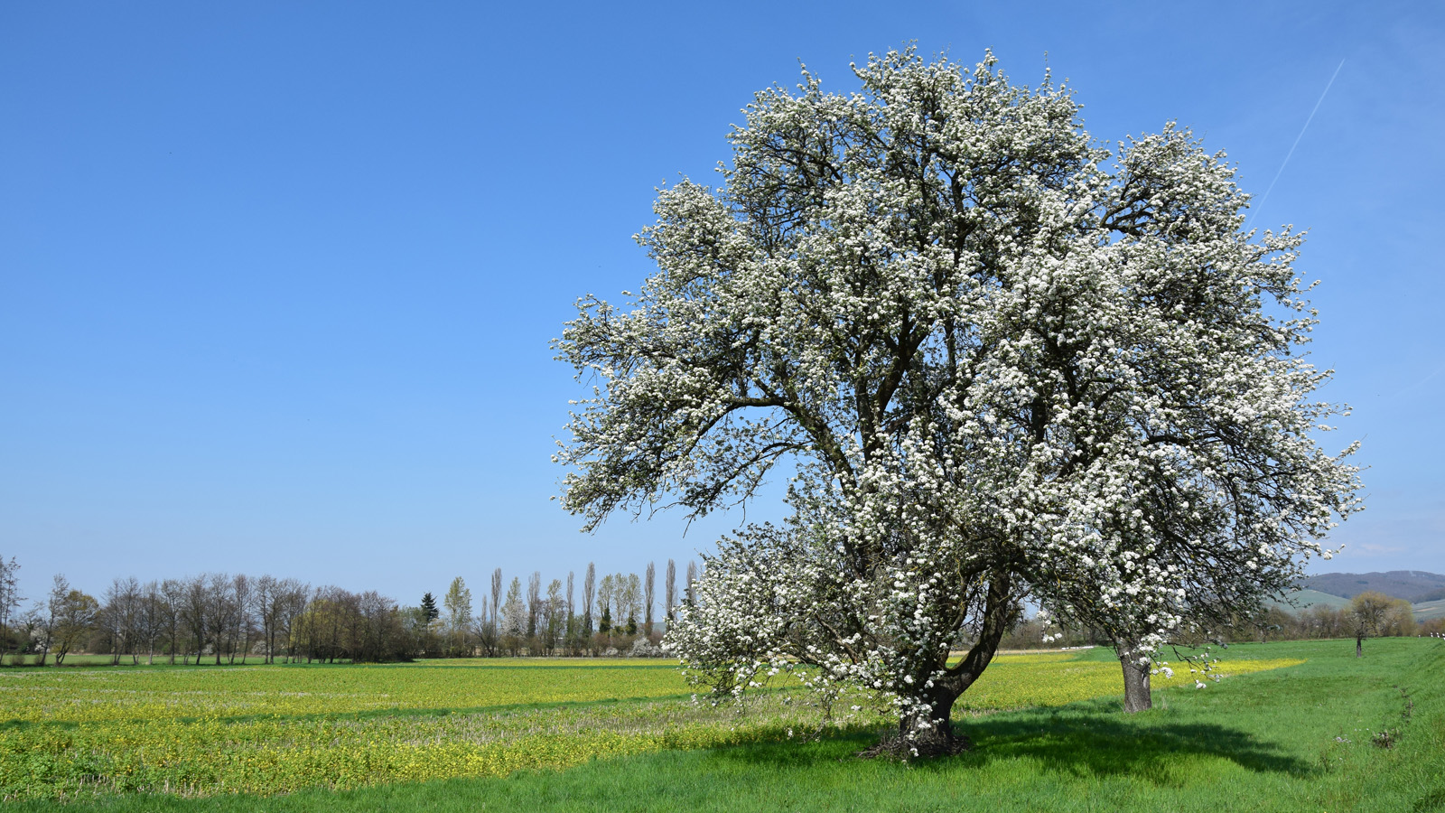 fruehling_baum