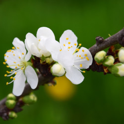 Kirschblüten