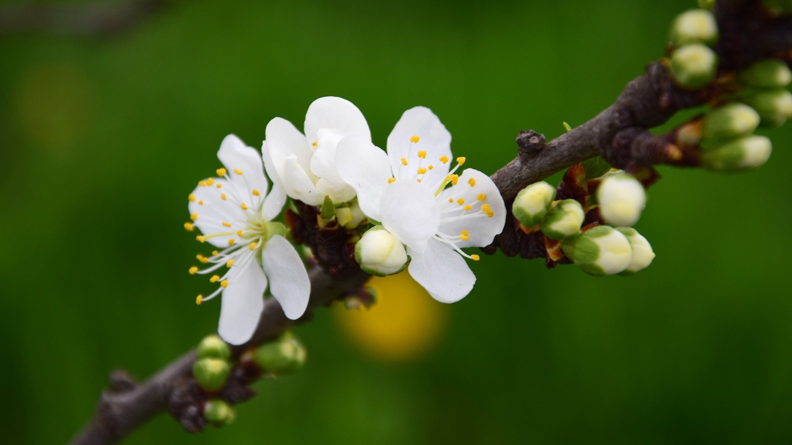 fruehling_blueten