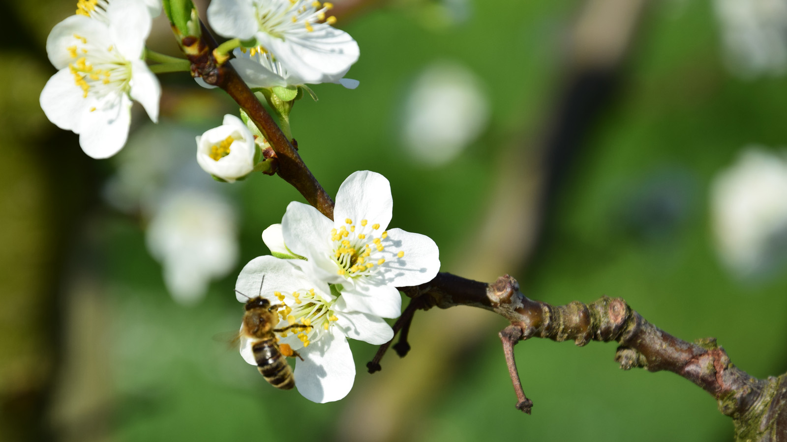 fruehling_blueten12