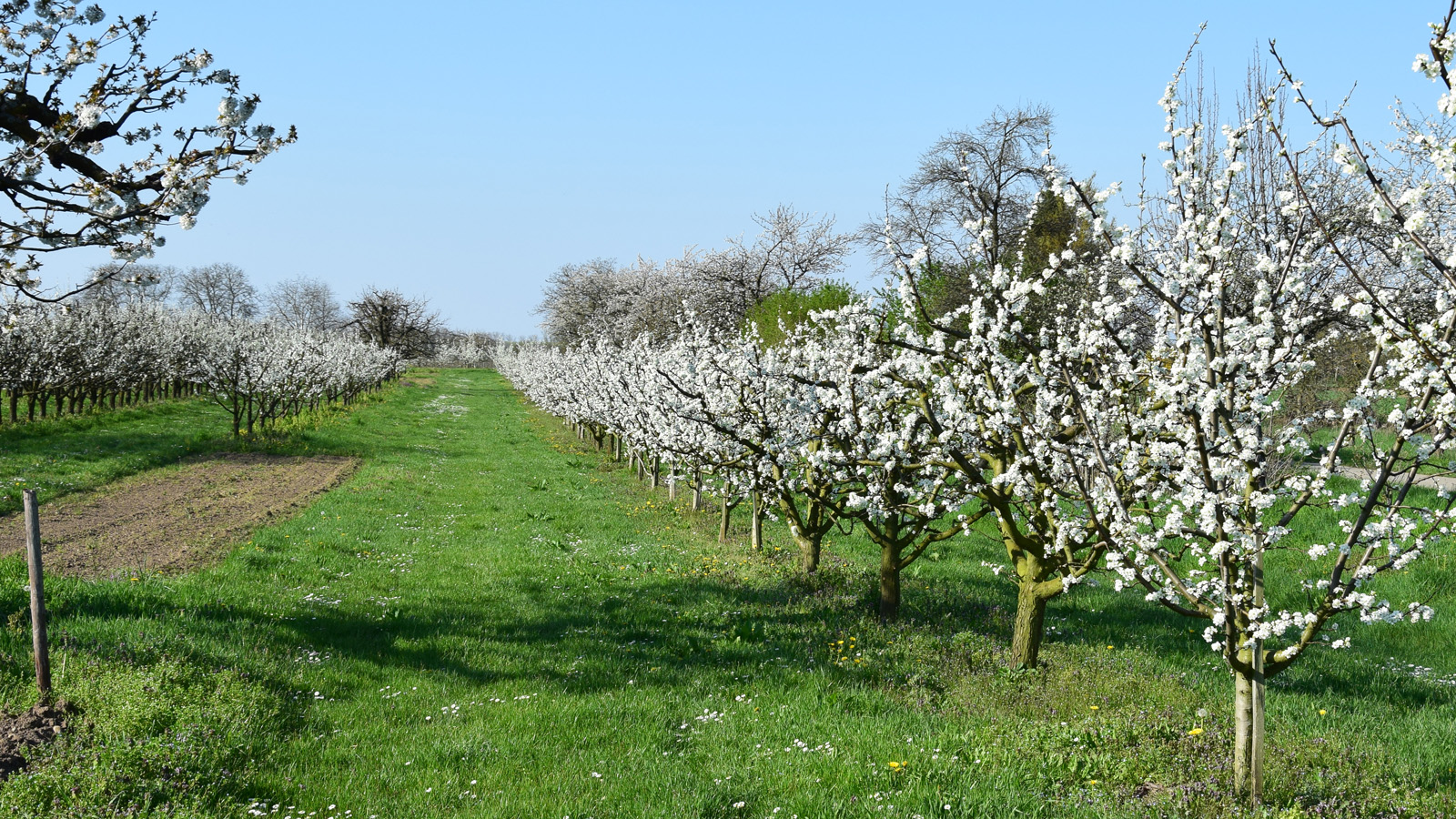 fruehling_blueten13