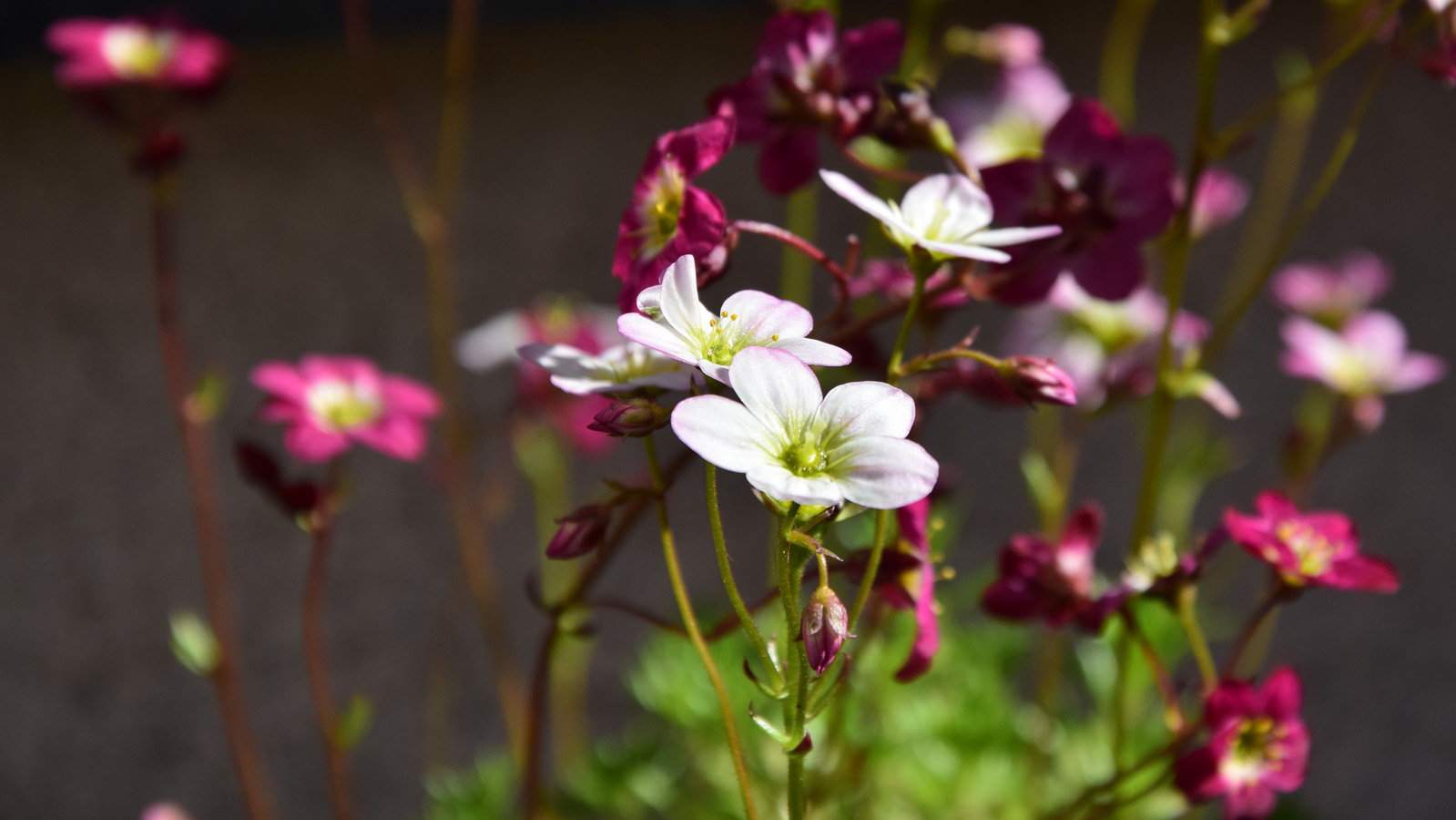 fruehling_blueten15