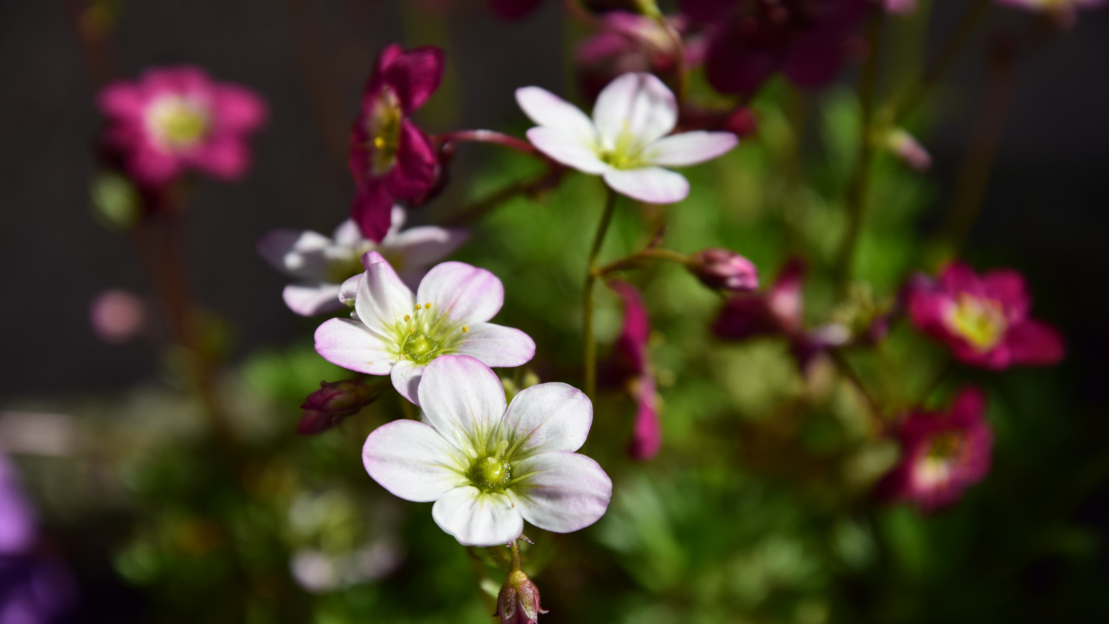 fruehling_blueten16