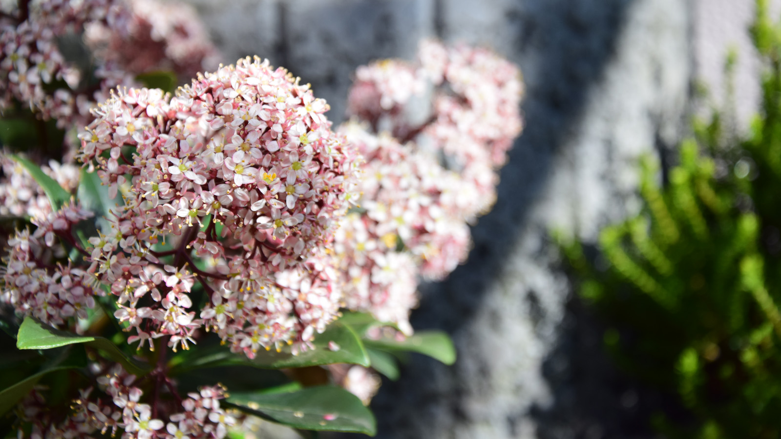 fruehling_blueten17