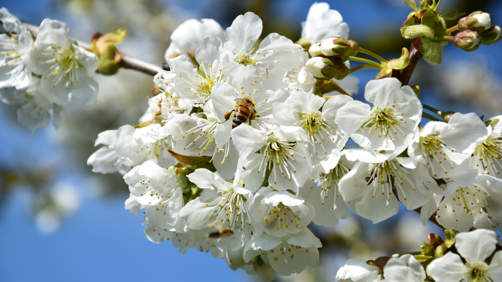 fruehling_blueten4