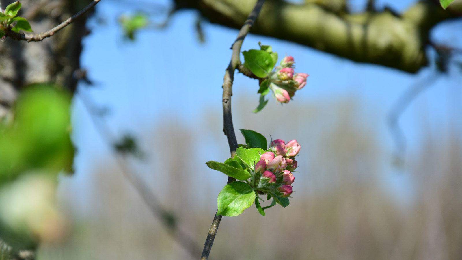 fruehling_blueten7