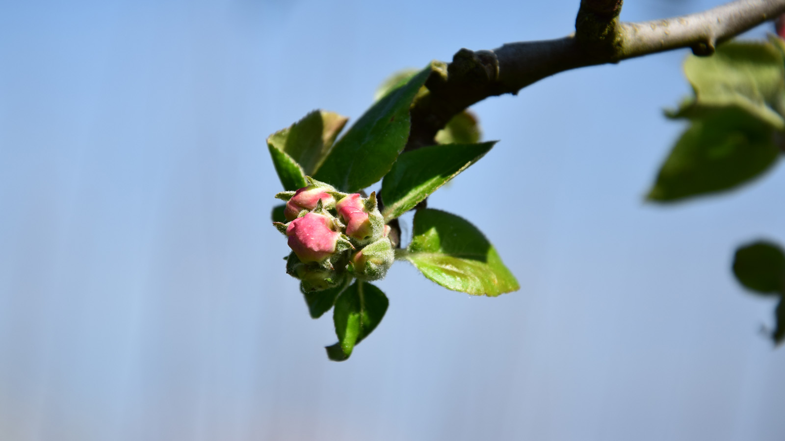 fruehling_blueten8