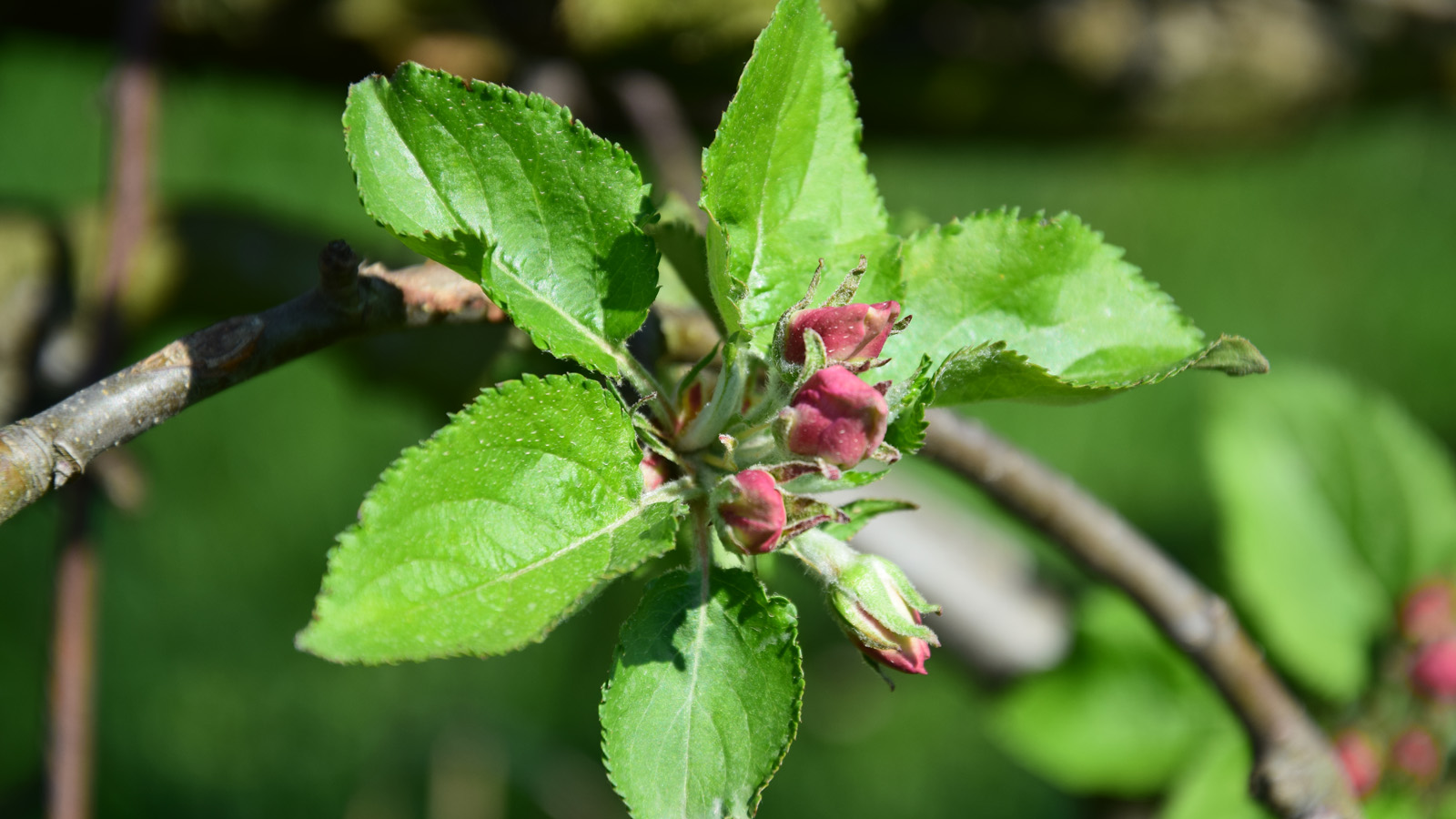 fruehling_blueten9