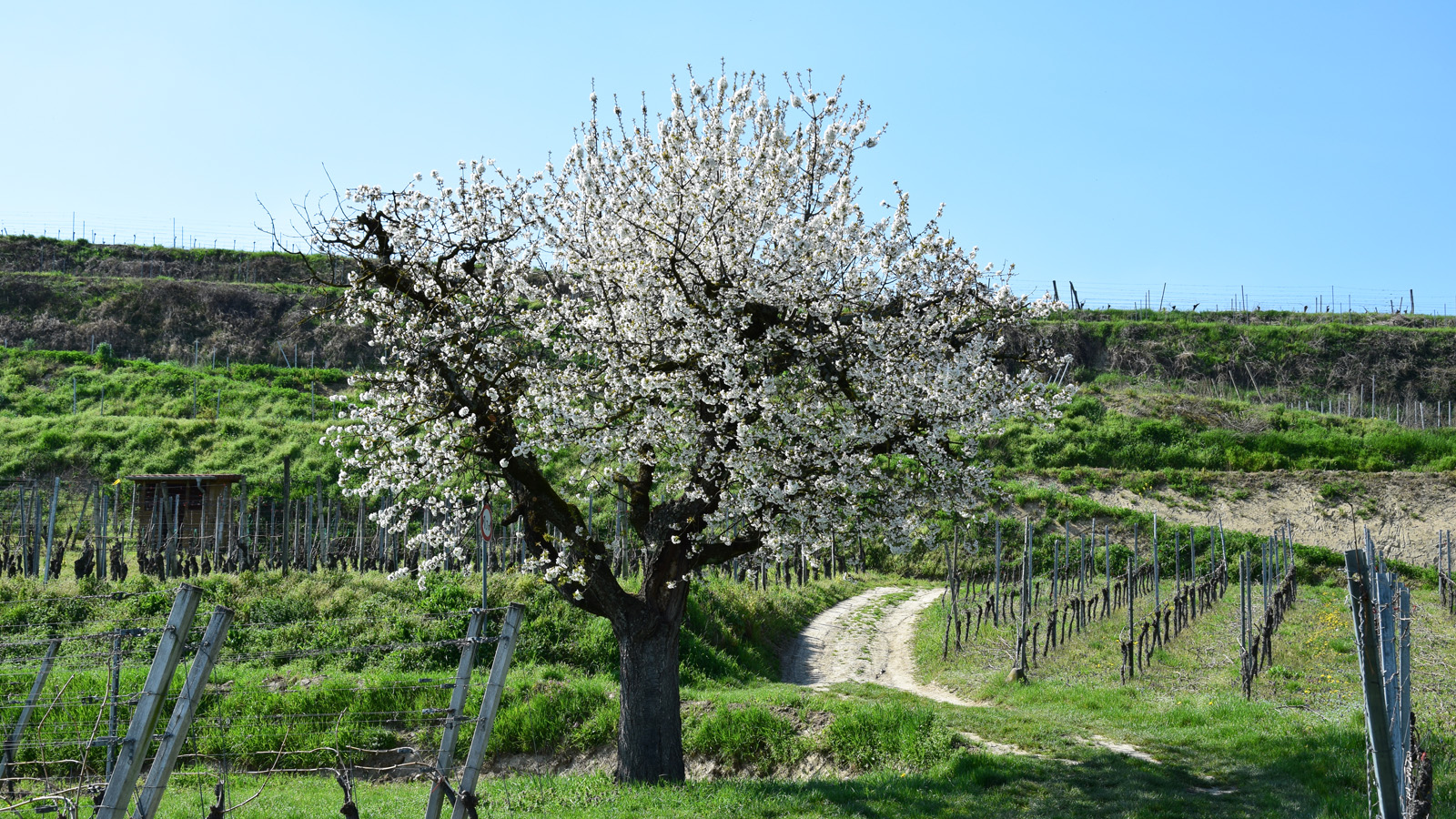 fruehling_bluetenbaum