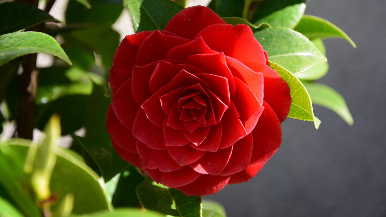 fruehling_camelie