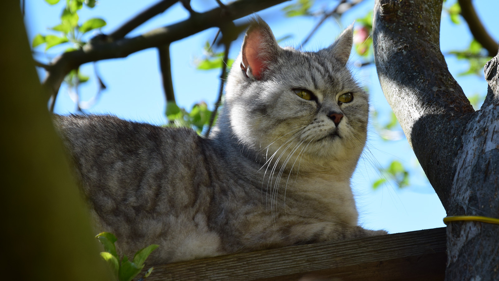fruehling_katze