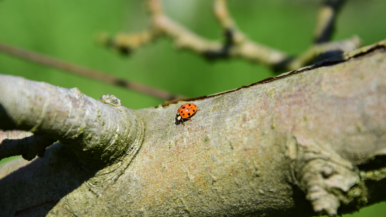 fruehling_marienkaefer