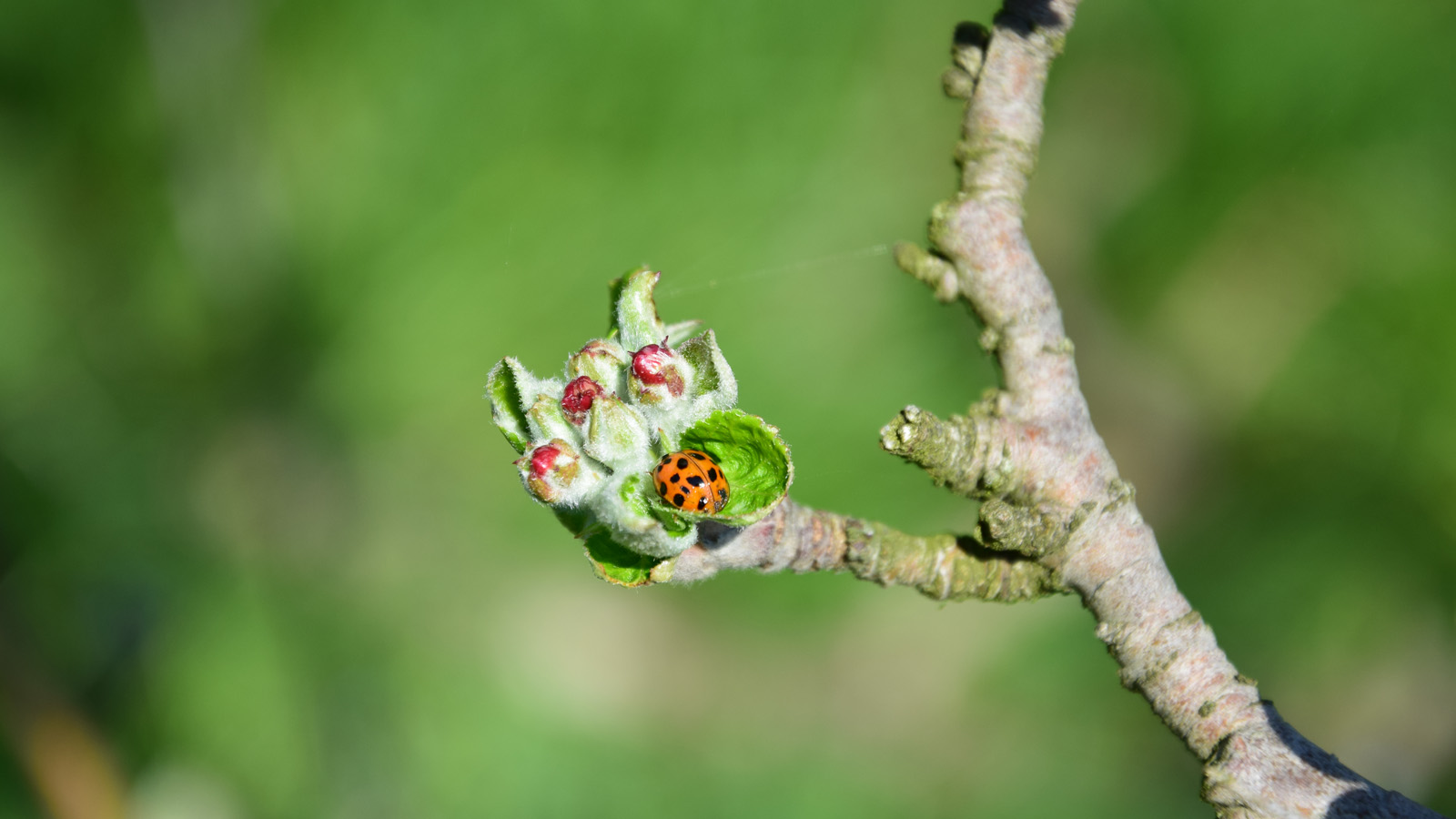 fruehling_marienkaefer2
