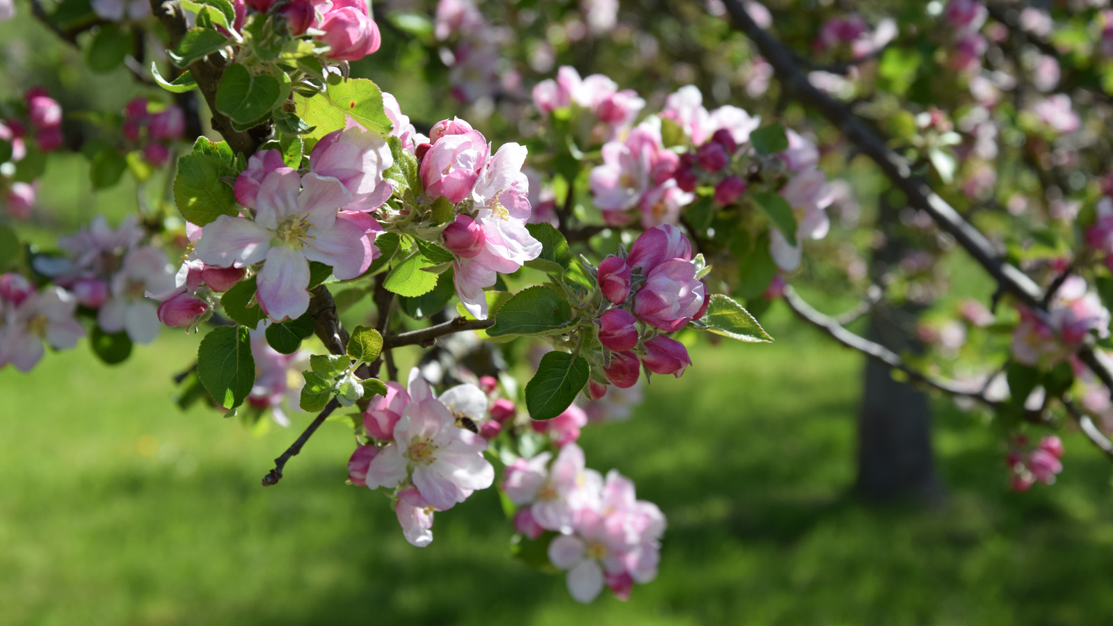 fruehling_apfel