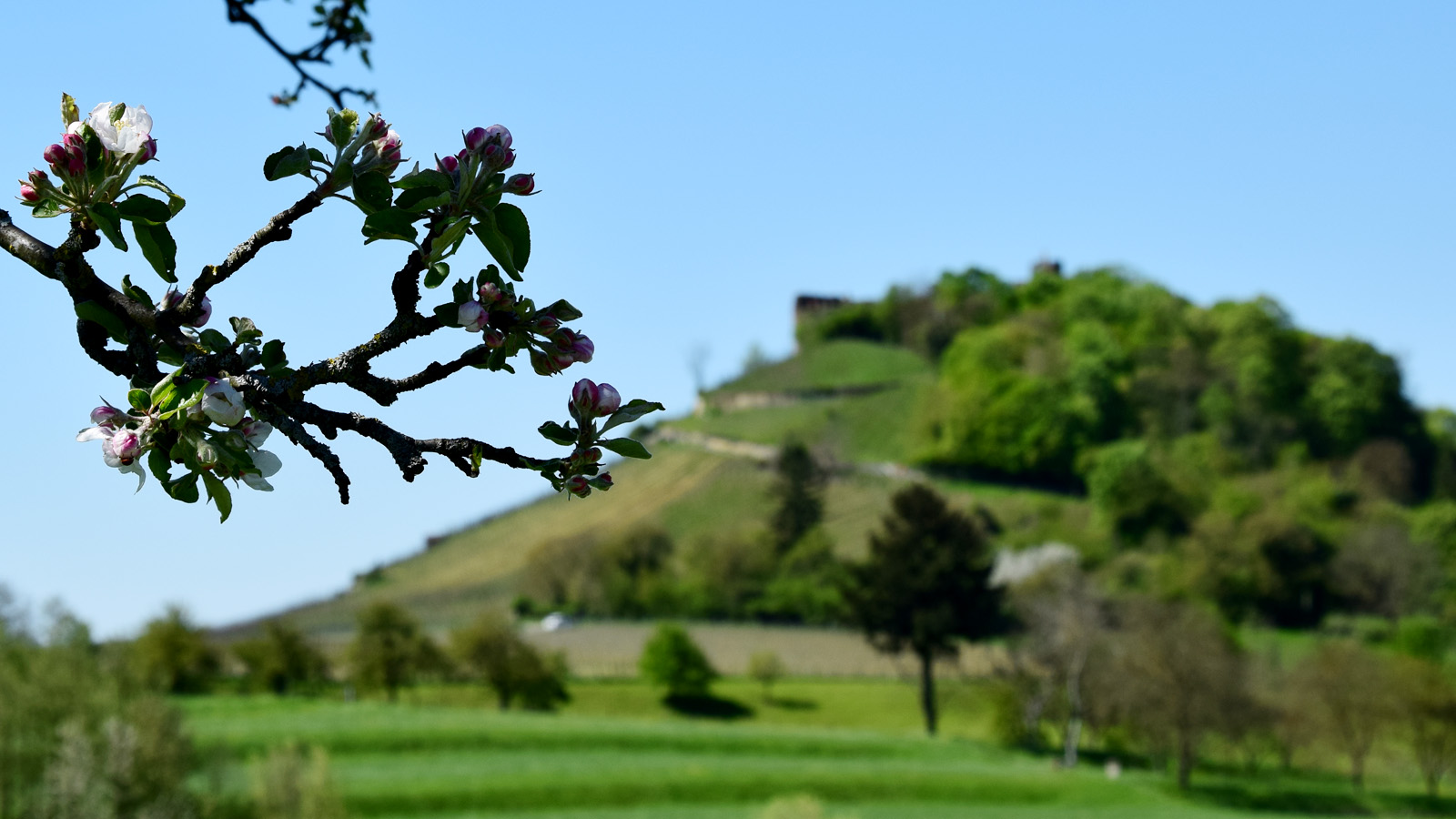 fruehling_apfelbluete_schlossberg