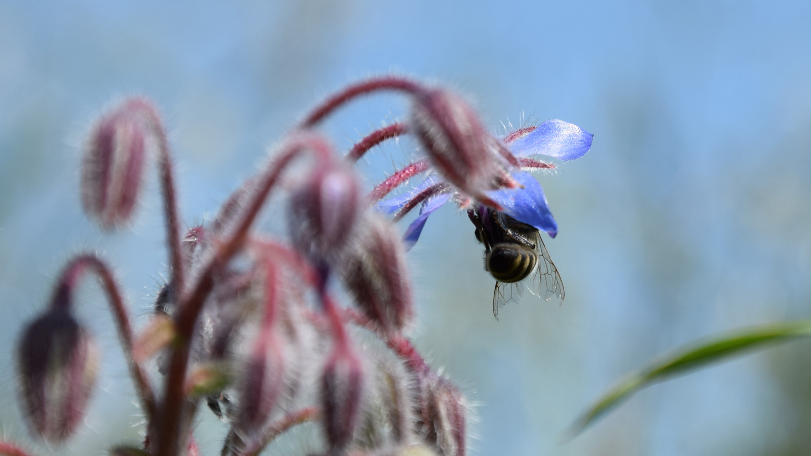 fruehling_biene