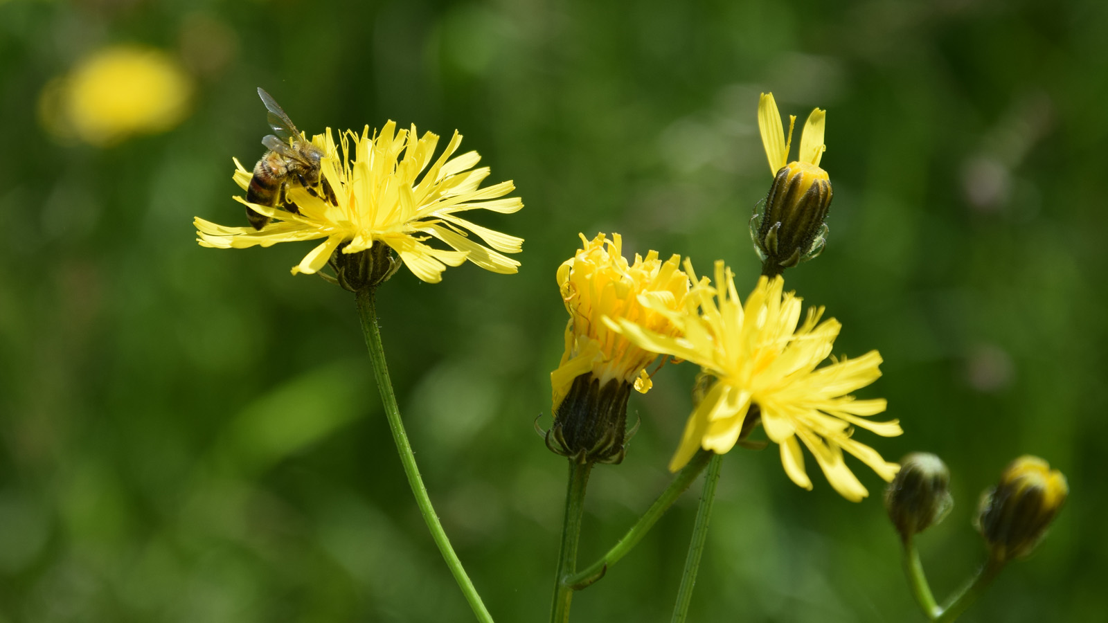 fruehling_gelbeBlumen_Biene
