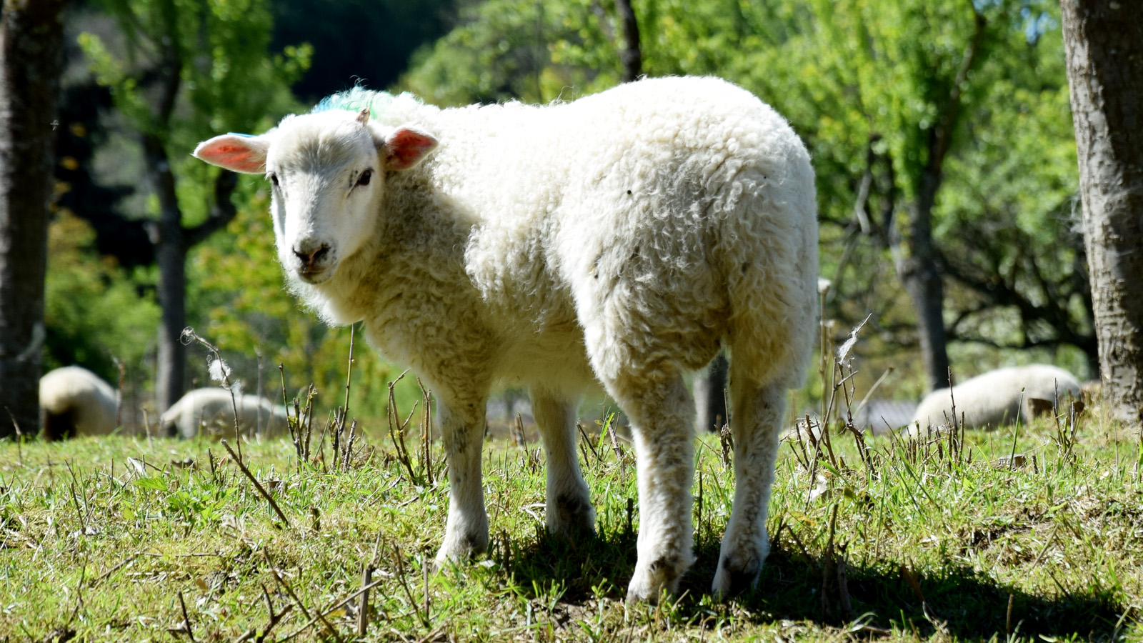 fruehling_lamm