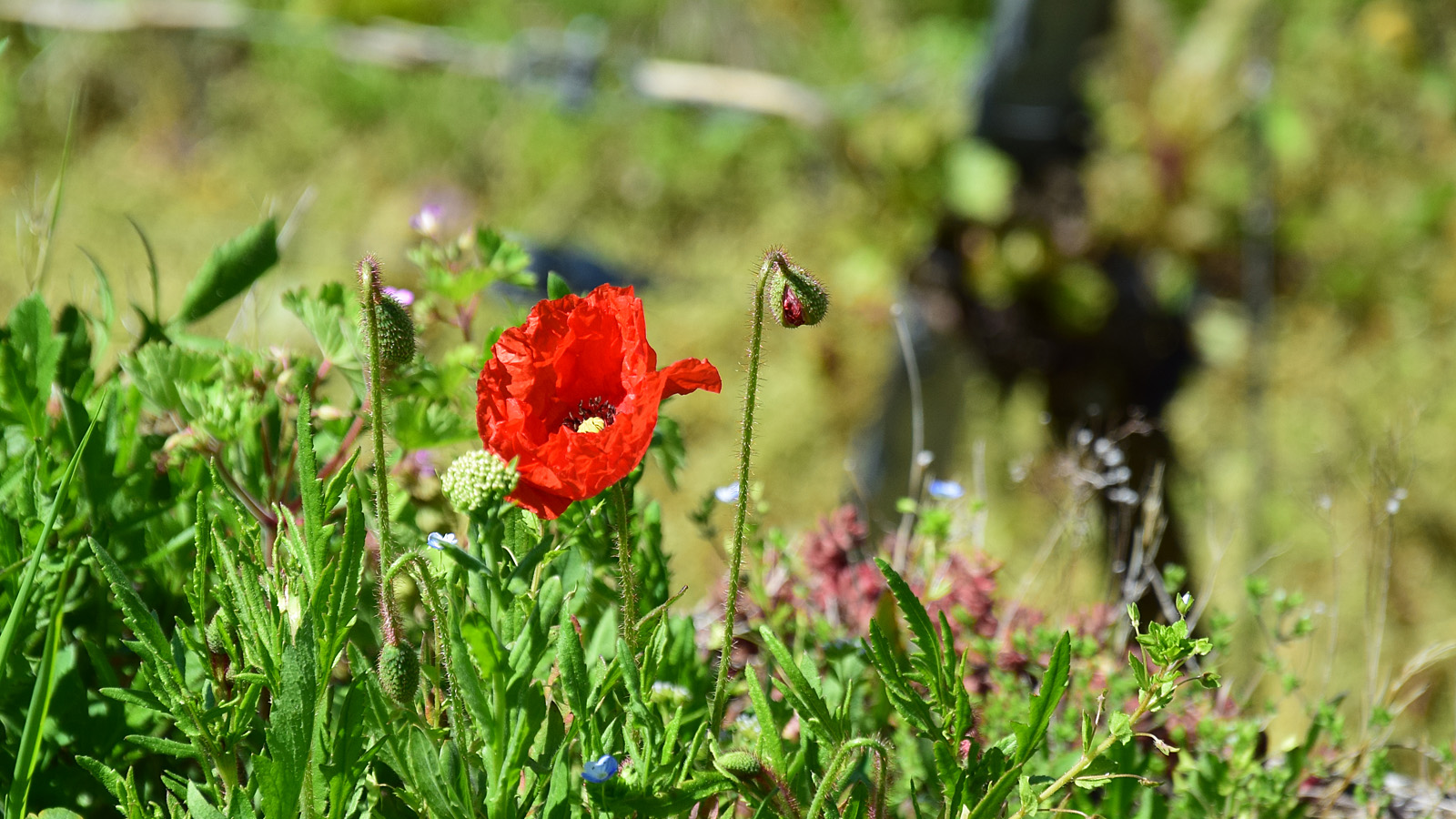fruehling_mohn
