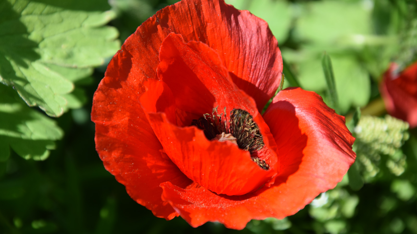 fruehling_mohn2