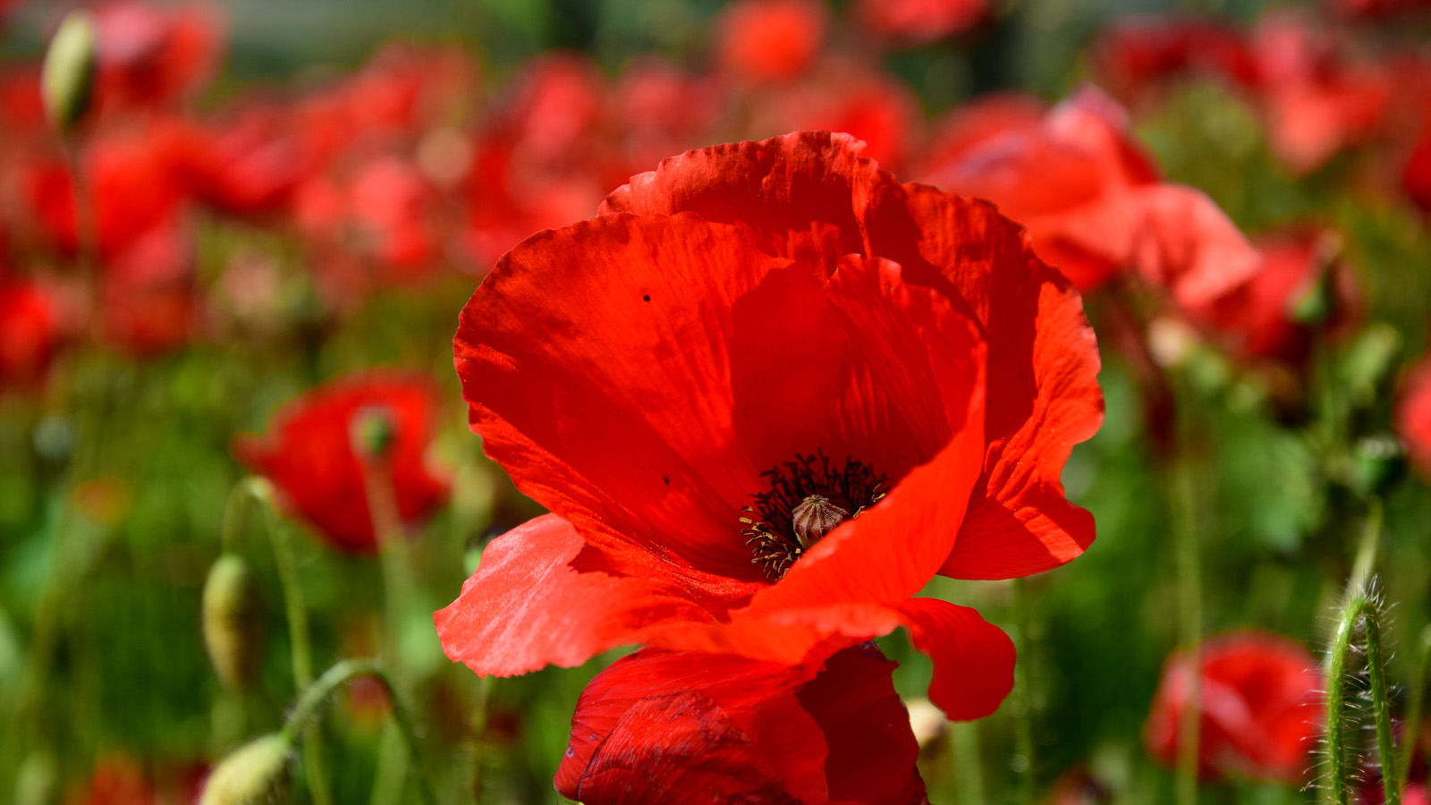 fruehling_mohn5