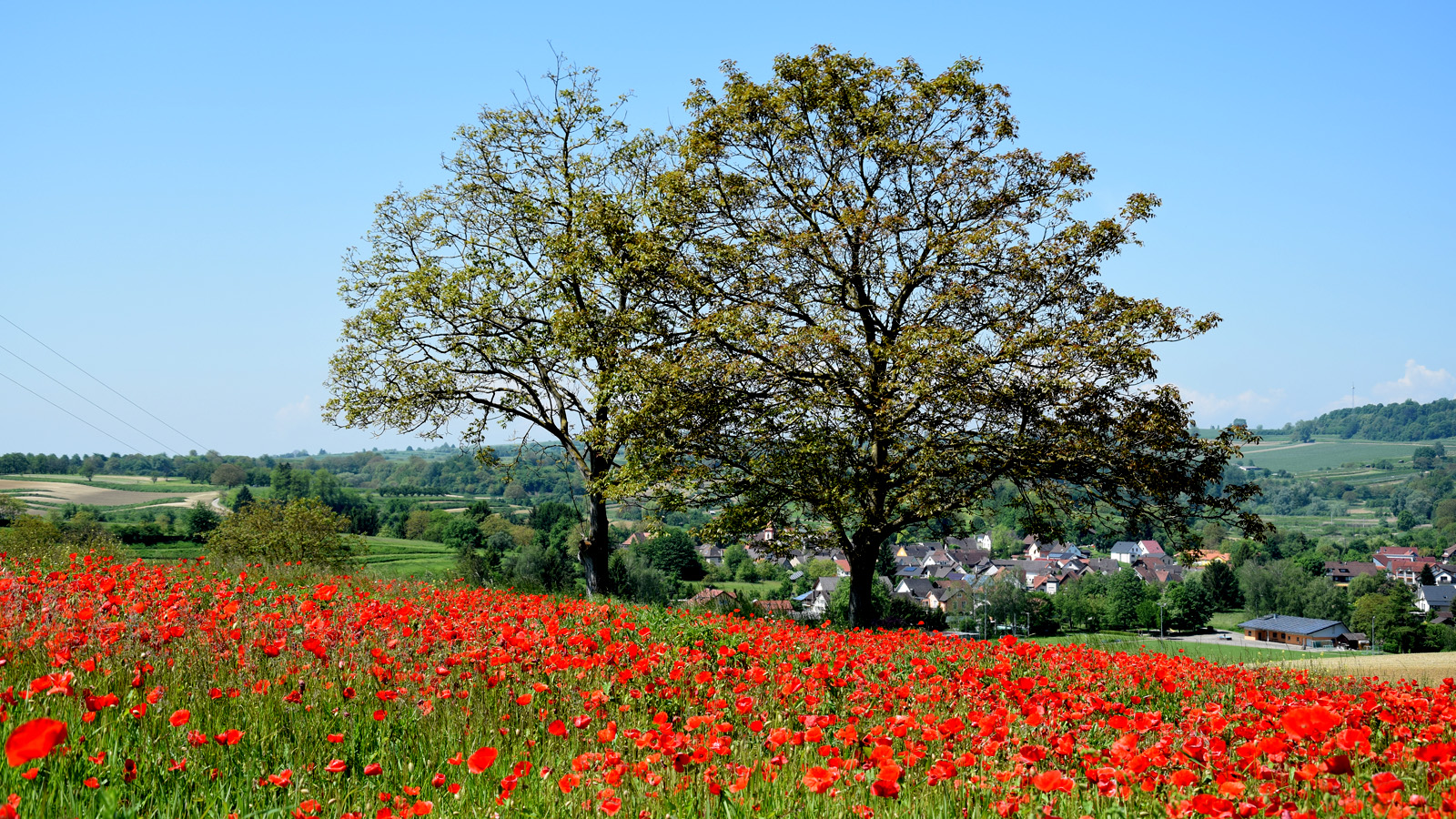 fruehling_mohn6