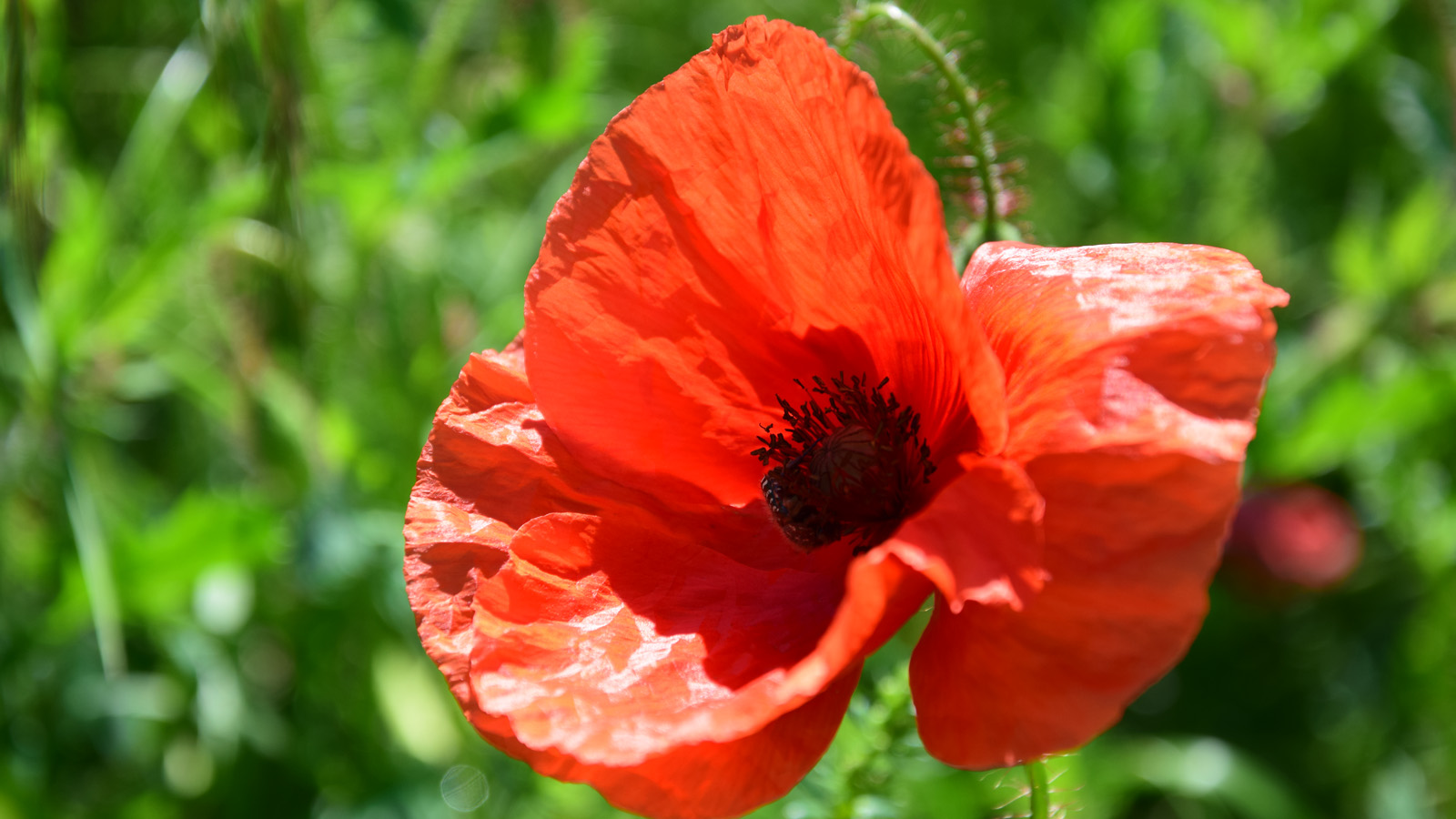 fruehling_mohn7