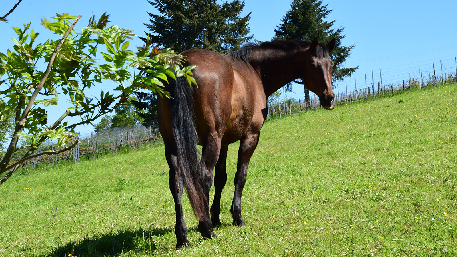 fruehling_pferd