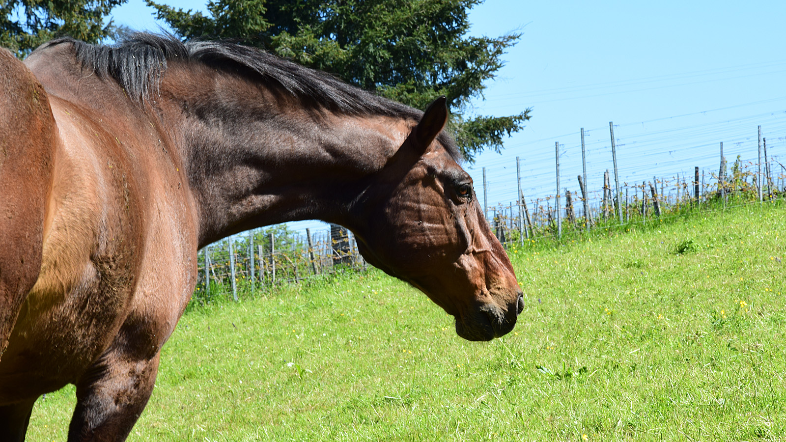 fruehling_pferd2