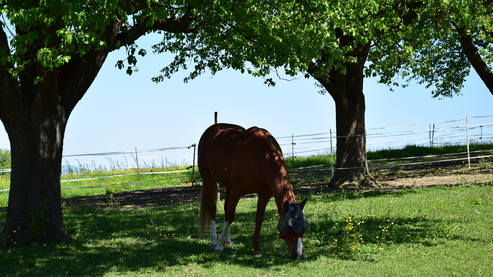 fruehling_pferd3