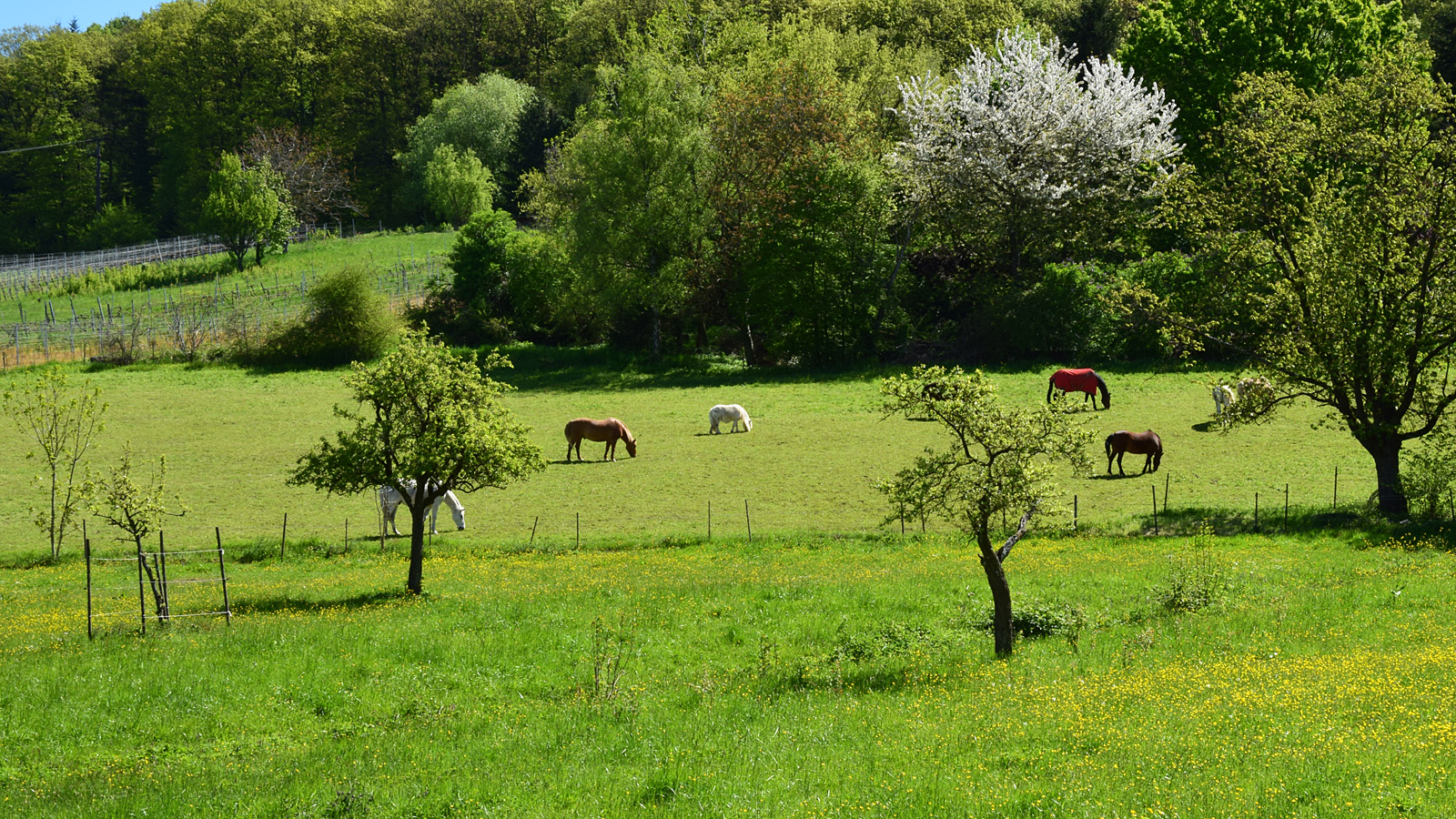 fruehling_pferde