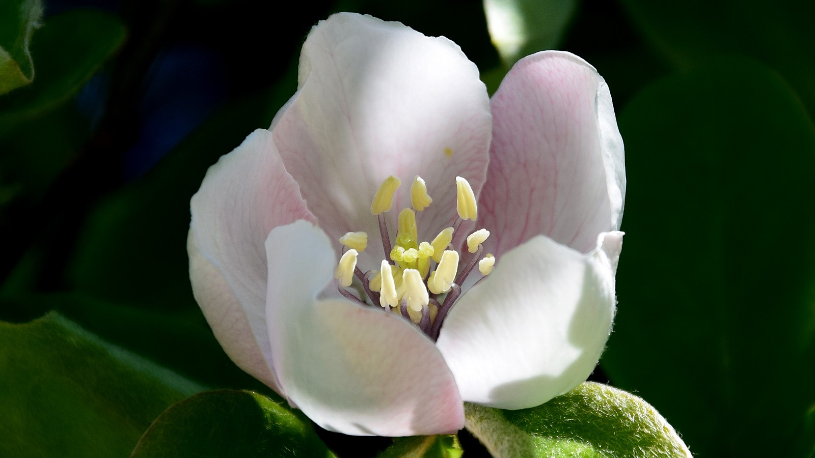 fruehling_rosablume
