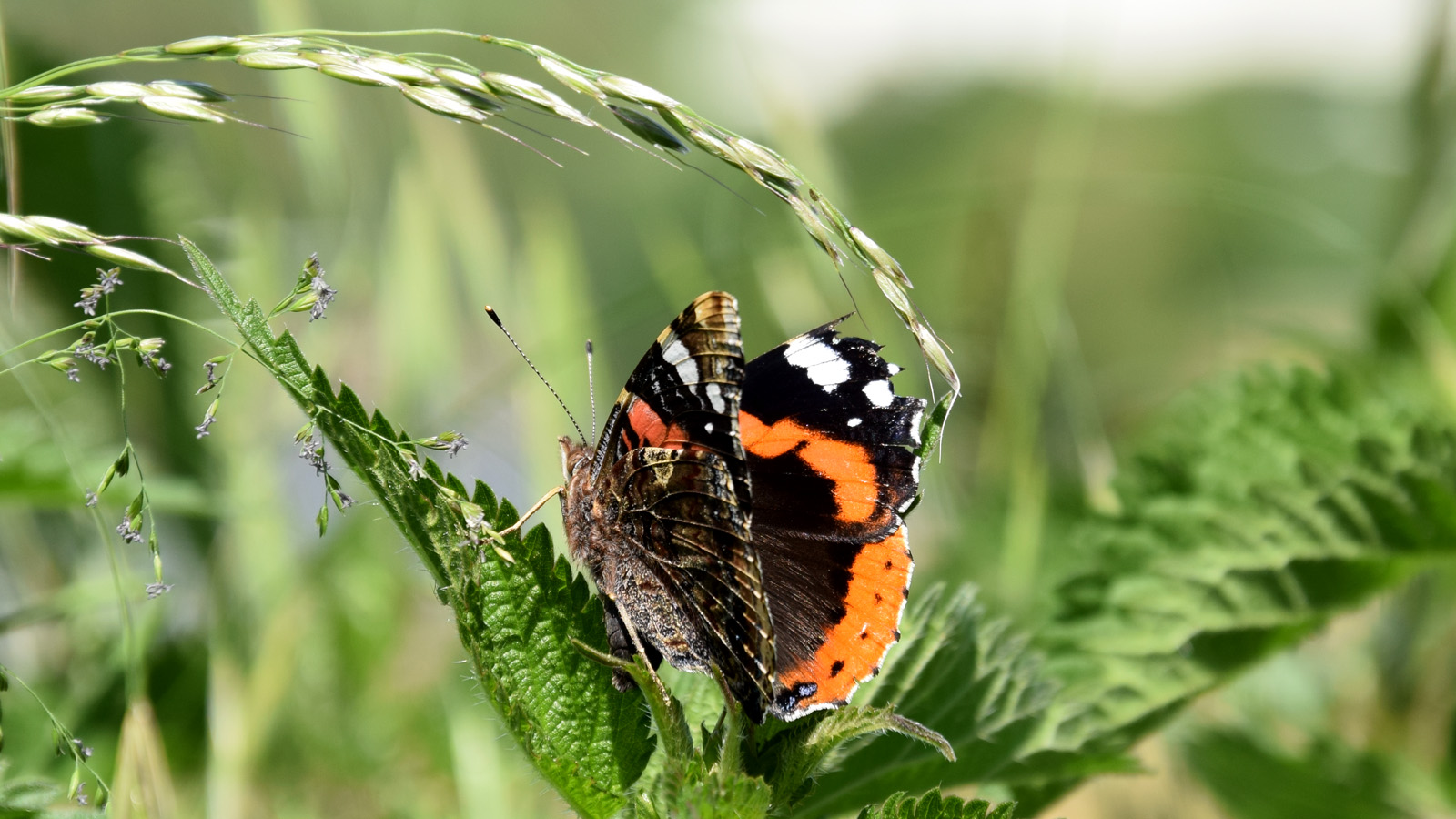 fruehling_schmetterling
