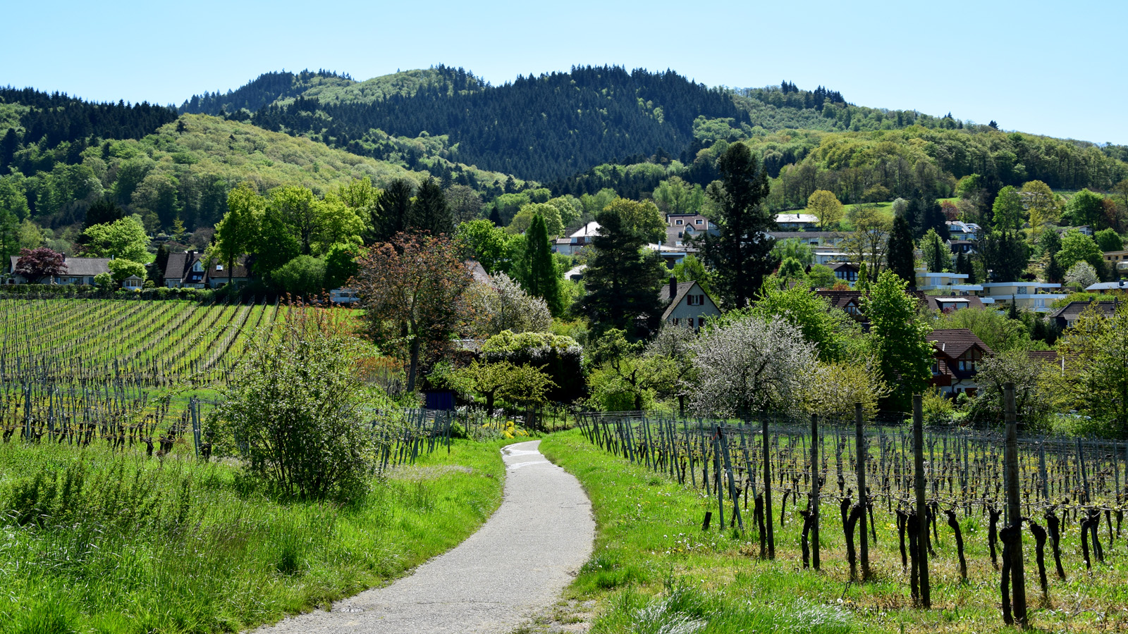 fruehling_waldhaeuser