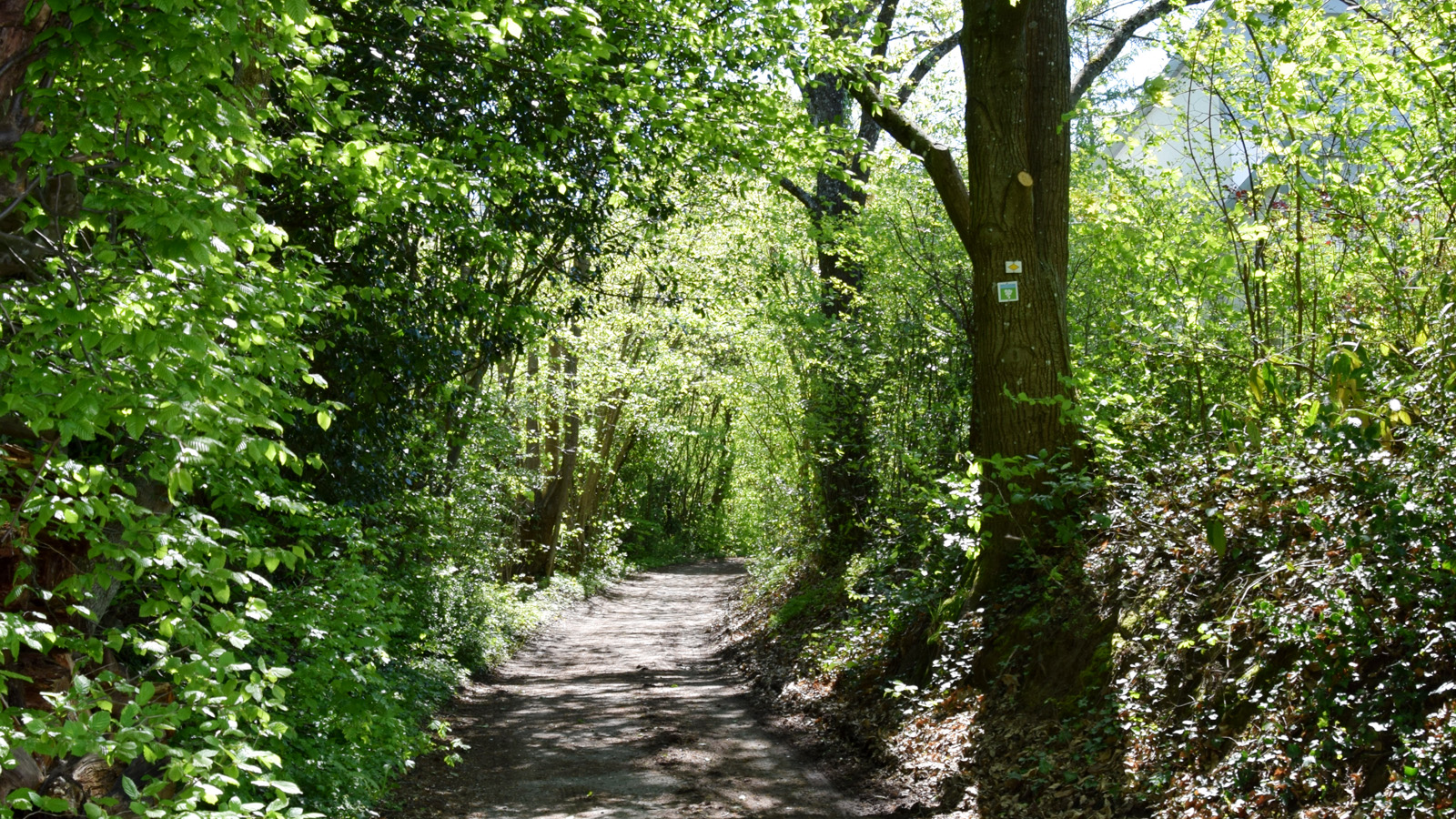 fruehling_waldweg