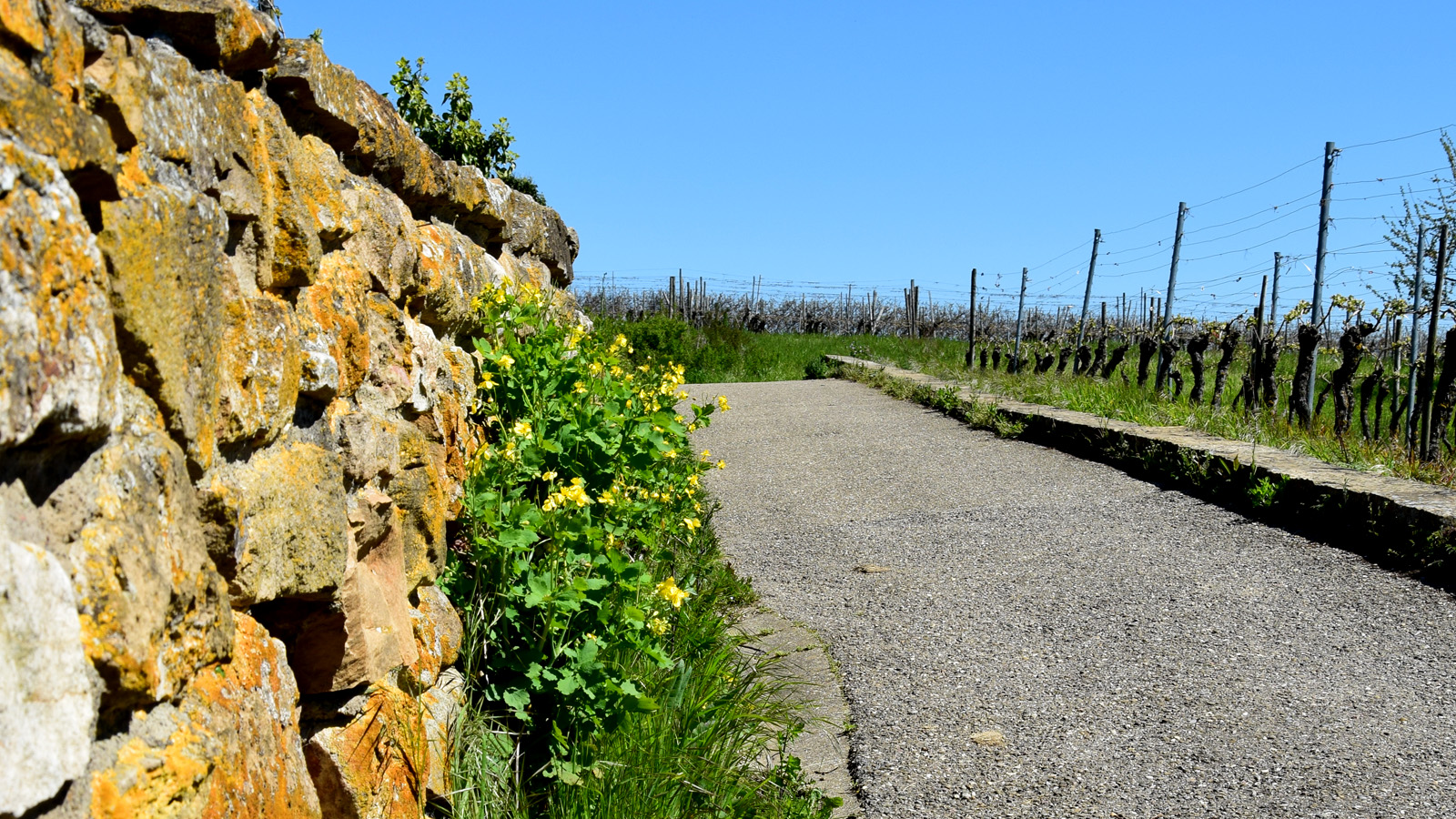 fruehling_wanderweg