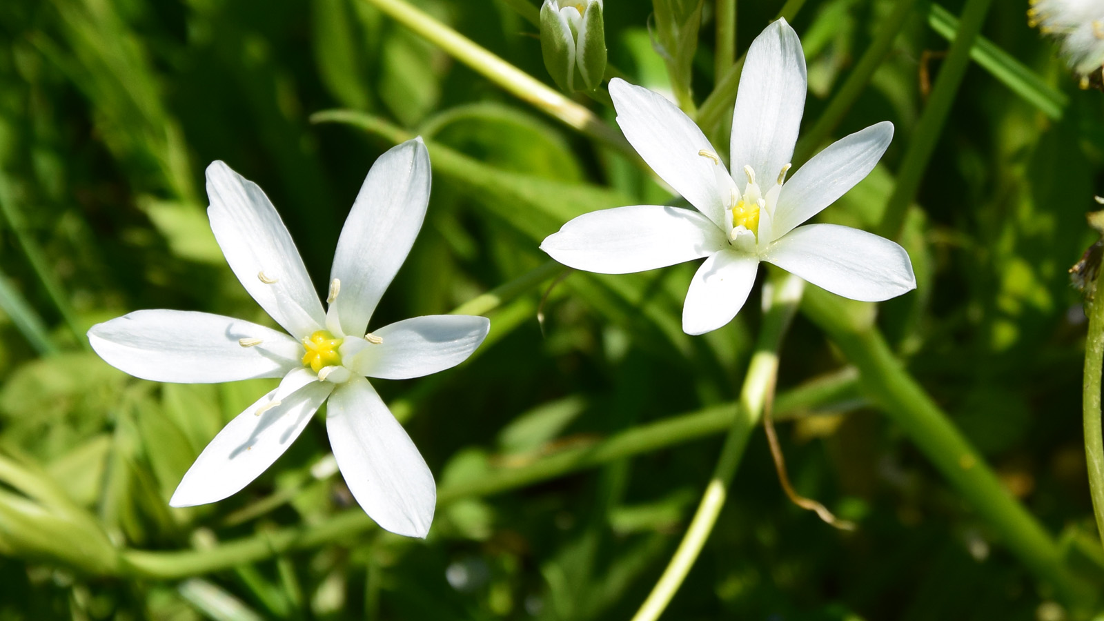 fruehling_weisseblume2